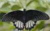 Papilio rumanzovia